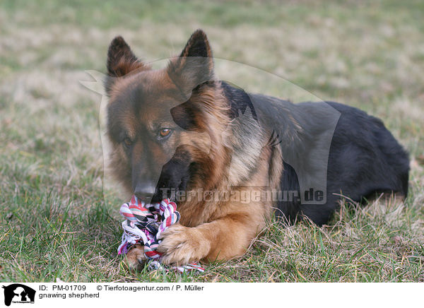 Schferhund knabbert an Spielzeug / gnawing shepherd / PM-01709