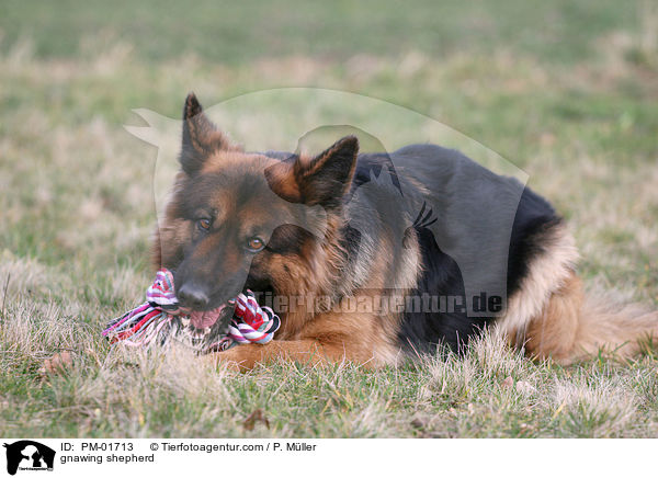 Schferhund knabbert an Spielzeug / gnawing shepherd / PM-01713