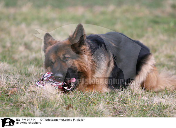 Schferhund knabbert an Spielzeug / gnawing shepherd / PM-01714