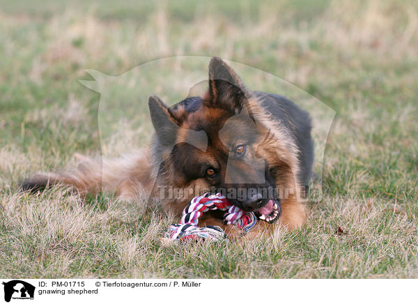 Schferhund knabbert an Spielzeug / gnawing shepherd / PM-01715