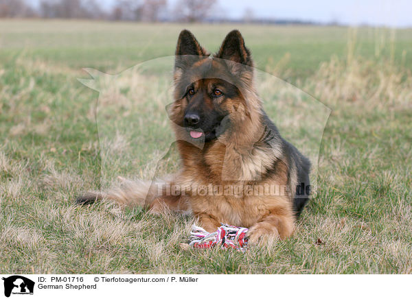 Deutscher Schferhund / German Shepherd / PM-01716