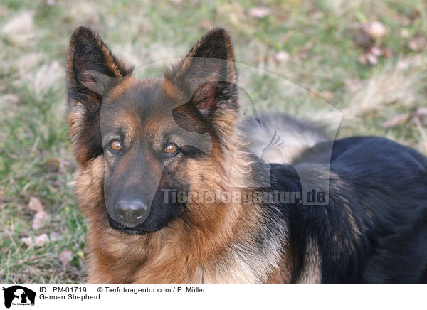 Deutscher Schferhund / German Shepherd / PM-01719