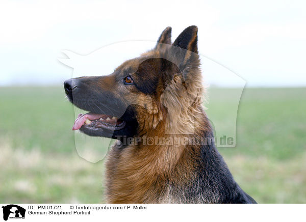 Deutscher Schferhund Portrait / German Shepherd Portrait / PM-01721