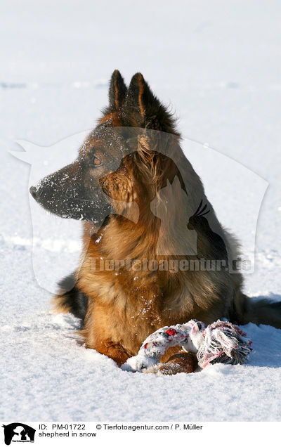 Schferhund im Schnee / shepherd in snow / PM-01722