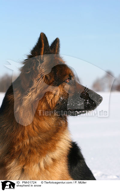 Schferhund im Schnee / shepherd in snow / PM-01724