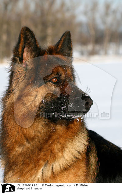 Schferhund im Schnee / shepherd in snow / PM-01725