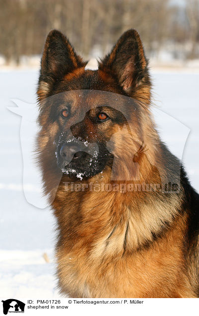Schferhund im Schnee / shepherd in snow / PM-01726