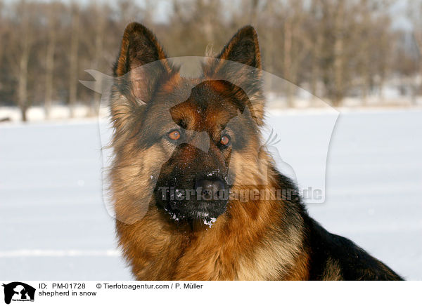 Schferhund im Schnee / shepherd in snow / PM-01728