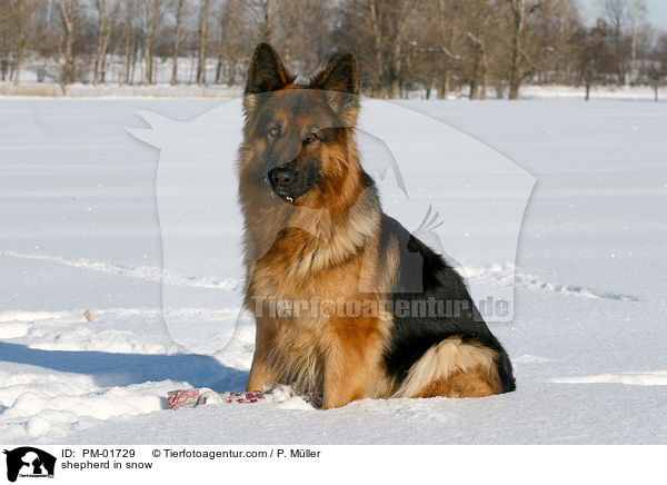 Schferhund im Schnee / shepherd in snow / PM-01729