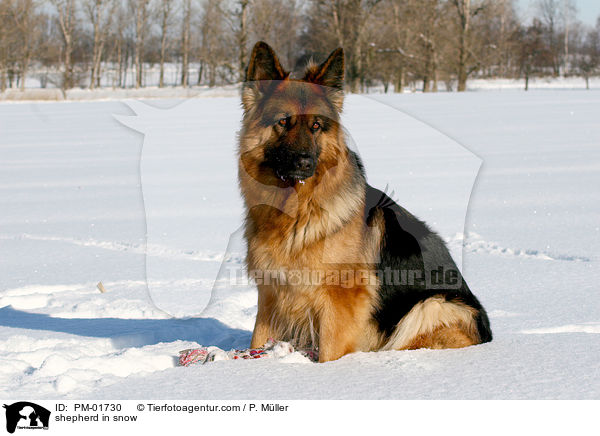 Schferhund im Schnee / shepherd in snow / PM-01730