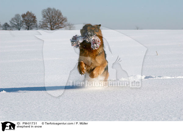 Schferhund im Schnee / shepherd in snow / PM-01731