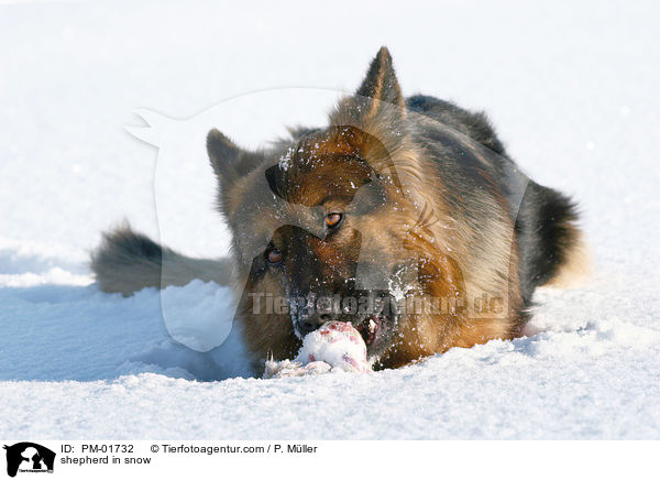 Schferhund im Schnee / shepherd in snow / PM-01732