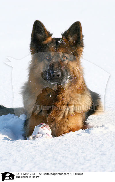 Schferhund im Schnee / shepherd in snow / PM-01733
