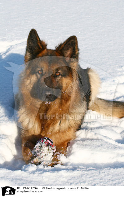 Schferhund im Schnee / shepherd in snow / PM-01734