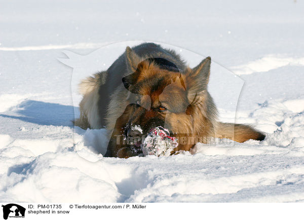 Schferhund im Schnee / shepherd in snow / PM-01735