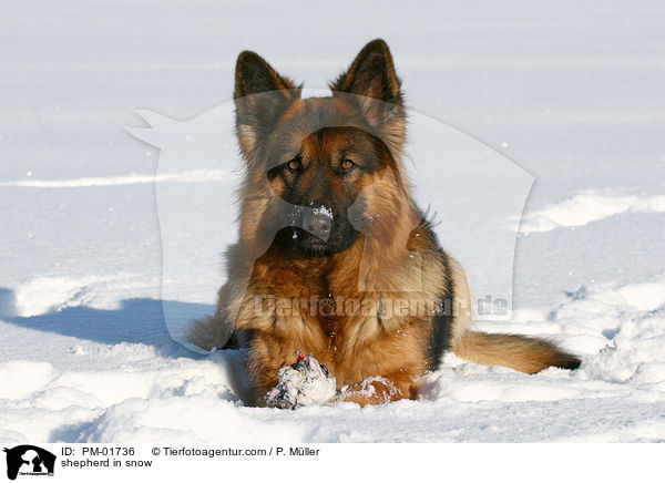 Schferhund im Schnee / shepherd in snow / PM-01736