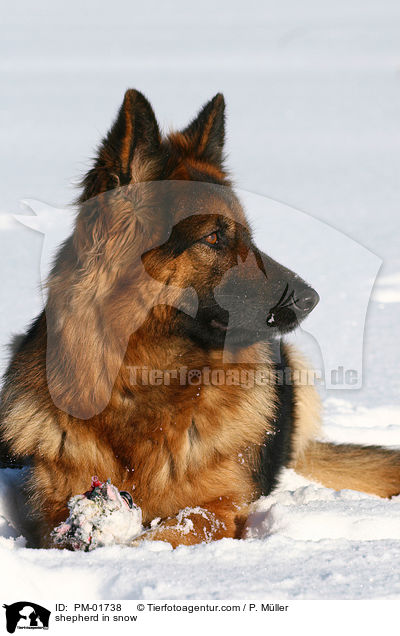 Schferhund im Schnee / shepherd in snow / PM-01738