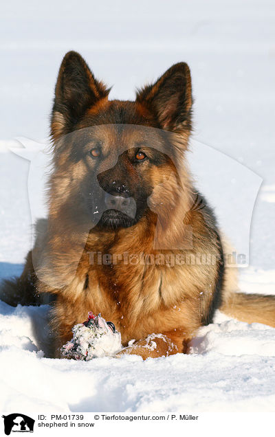 Schferhund im Schnee / shepherd in snow / PM-01739