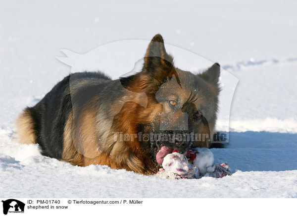 Schferhund im Schnee / shepherd in snow / PM-01740