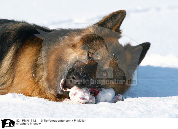Schferhund im Schnee / shepherd in snow / PM-01742