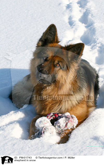 Schferhund im Schnee / shepherd in snow / PM-01743