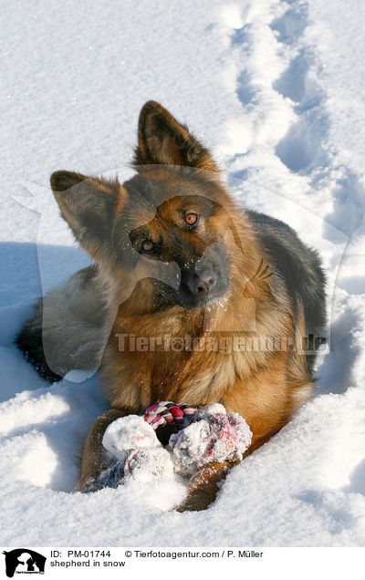 Schferhund im Schnee / shepherd in snow / PM-01744