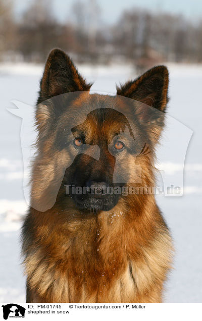 Schferhund im Schnee / shepherd in snow / PM-01745