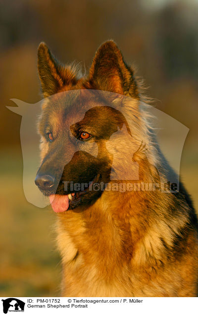 Deutscher Schferhund Portrait / German Shepherd Portrait / PM-01752