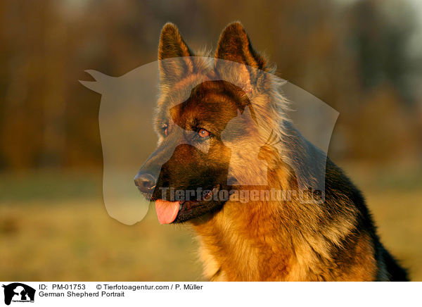 Deutscher Schferhund Portrait / German Shepherd Portrait / PM-01753