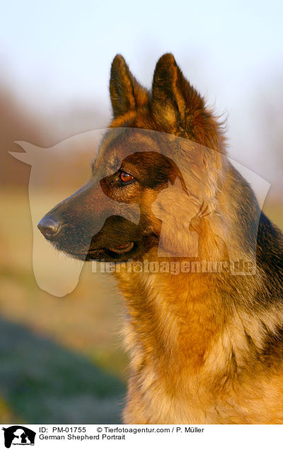 Deutscher Schferhund Portrait / German Shepherd Portrait / PM-01755