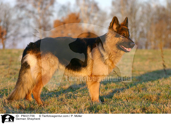 Deutscher Schferhund / German Shepherd / PM-01756