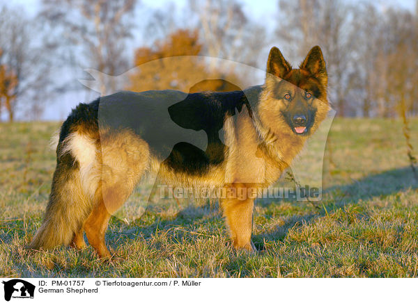 Deutscher Schferhund / German Shepherd / PM-01757