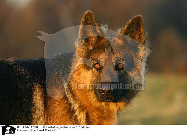 Deutscher Schferhund Portrait / German Shepherd Portrait / PM-01758