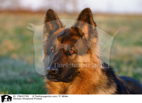 Deutscher Schferhund Portrait / German Shepherd Portrait / PM-01760