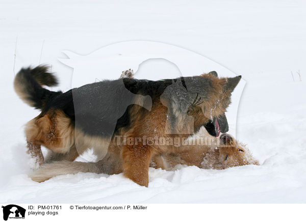spielende Hunde / playing dogs / PM-01761