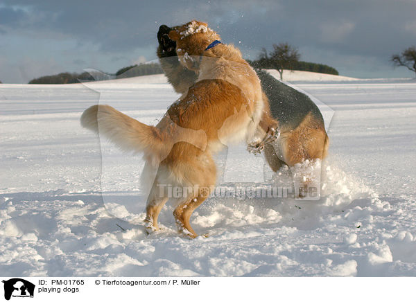 spielende Hunde / playing dogs / PM-01765