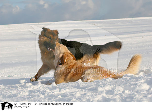 spielende Hunde / playing dogs / PM-01766