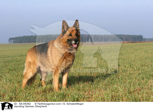 stehender Deutscher Schferhund / standing German Shepherd / SS-06362