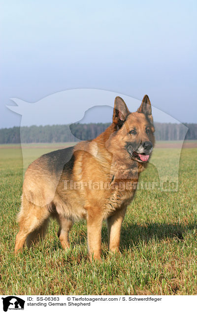 stehender Deutscher Schferhund / standing German Shepherd / SS-06363
