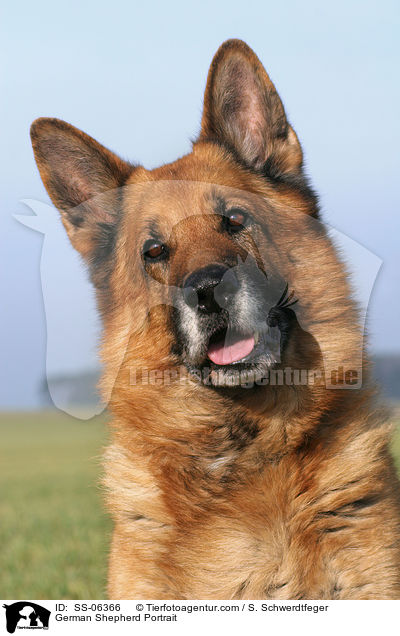 Deutscher Schferhund Portrait / German Shepherd Portrait / SS-06366