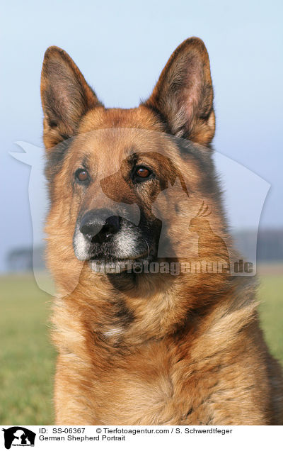 Deutscher Schferhund Portrait / German Shepherd Portrait / SS-06367