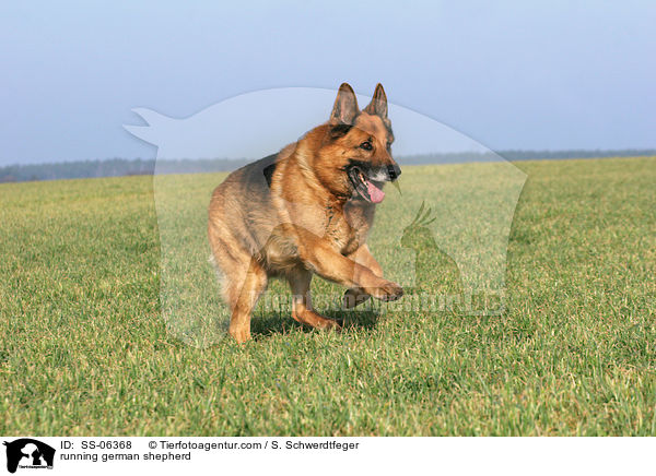 rennender Deutscher Schferhund / running german shepherd / SS-06368