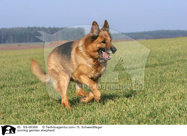 rennender Deutscher Schferhund / running german shepherd / SS-06369