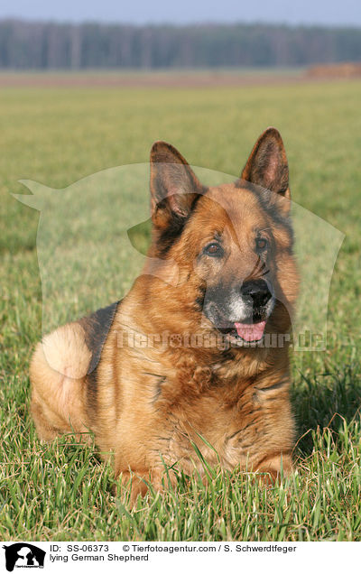 liegender Deutscher Schferhund / lying German Shepherd / SS-06373