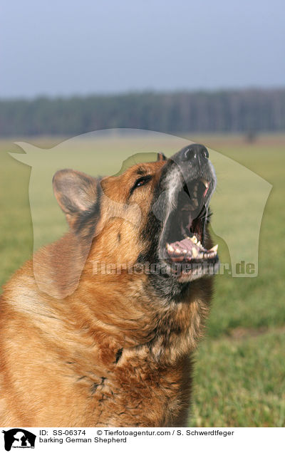 bellender Deutscher Schferhund / barking German Shepherd / SS-06374