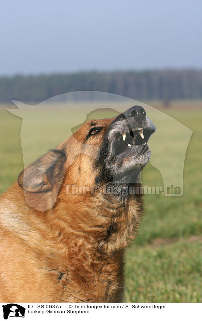 bellender Deutscher Schferhund / barking German Shepherd / SS-06375