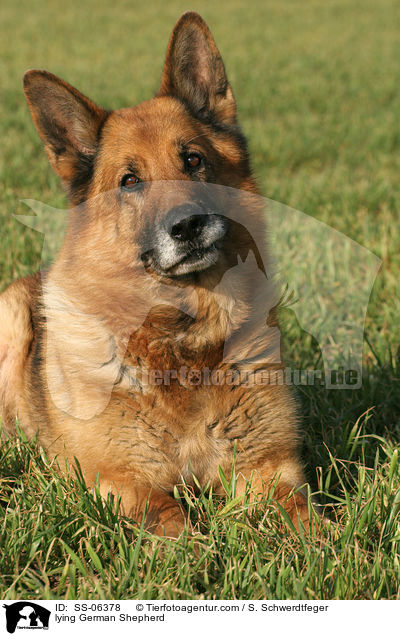 liegender Deutscher Schferhund / lying German Shepherd / SS-06378