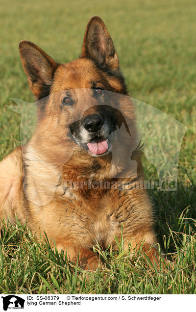 liegender Deutscher Schferhund / lying German Shepherd / SS-06379