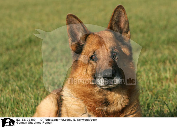 Deutscher Schferhund Portrait / German Shepherd Portrait / SS-06380