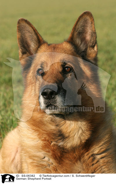 Deutscher Schferhund Portrait / German Shepherd Portrait / SS-06382